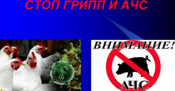 Без АЧС и ВГП. Без АЧС и ВГП.
